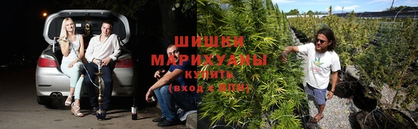 шишки Алзамай
